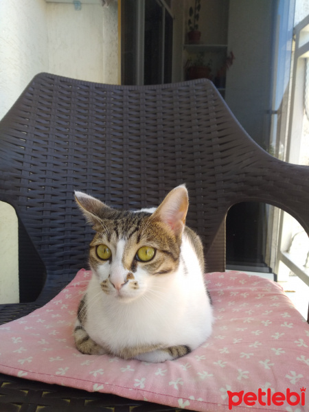 Tekir Kedi, Kedi  Duman fotoğrafı