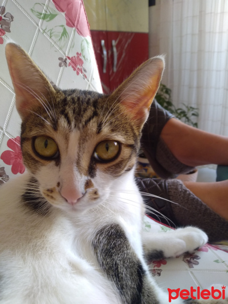 Tekir Kedi, Kedi  Duman fotoğrafı