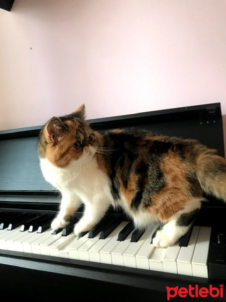 Exotic Shorthair, Kedi  Lily fotoğrafı