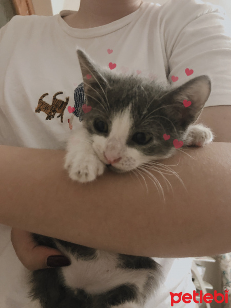 Tuxedo (Smokin) Kedi, Kedi  Niyazi fotoğrafı