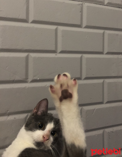 Tuxedo (Smokin) Kedi, Kedi  Niyazi fotoğrafı