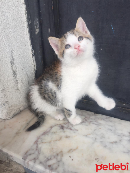 Tekir Kedi, Kedi  Badem fotoğrafı