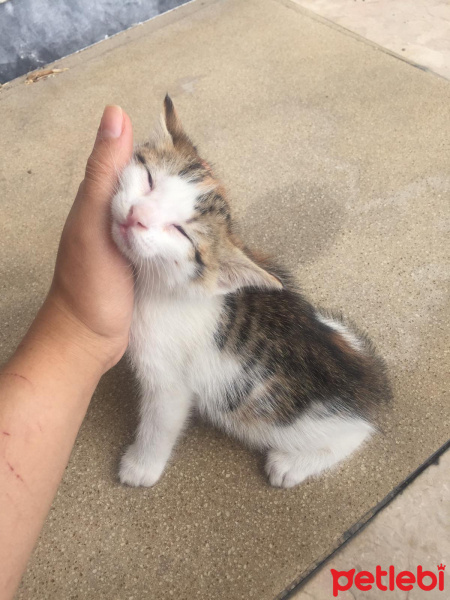 Tekir Kedi, Kedi  Badem fotoğrafı