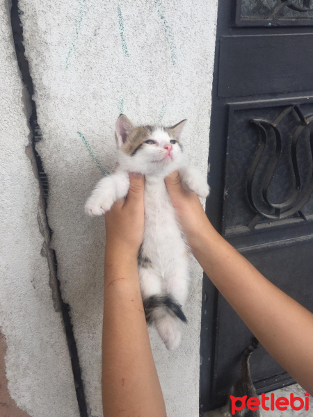 Tekir Kedi, Kedi  Badem fotoğrafı
