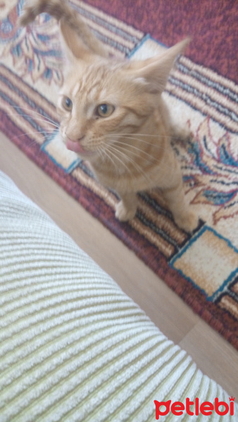 Sarman, Kedi  Limon fotoğrafı