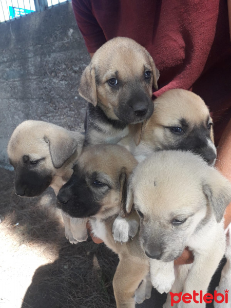 Sokö (Sokak Köpeği), Köpek  Köpek fotoğrafı
