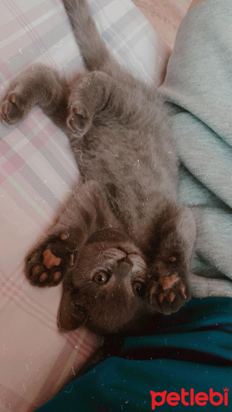 British Shorthair, Kedi  Arven fotoğrafı