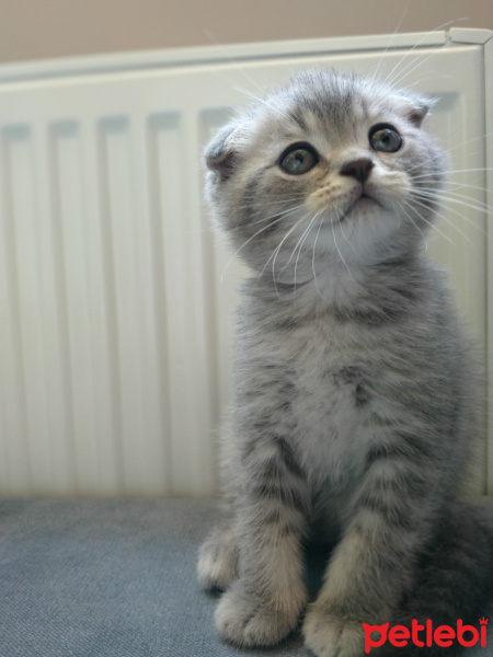 Scottish Fold, Kedi  Pamir fotoğrafı