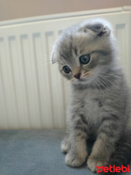 Scottish Fold, Kedi  Pamir fotoğrafı
