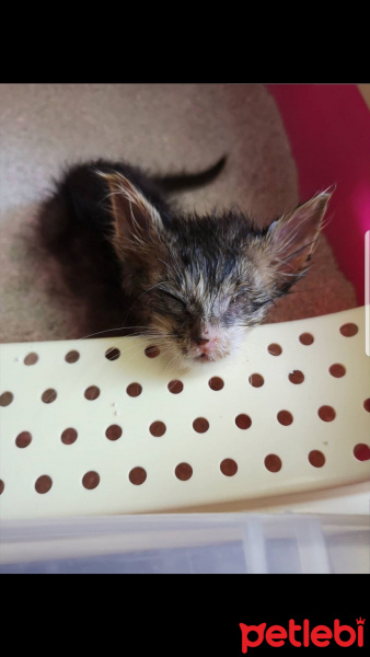 Tekir Kedi, Kedi  Dori fotoğrafı