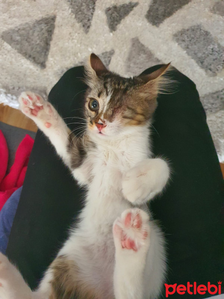 Tekir Kedi, Kedi  Dori fotoğrafı