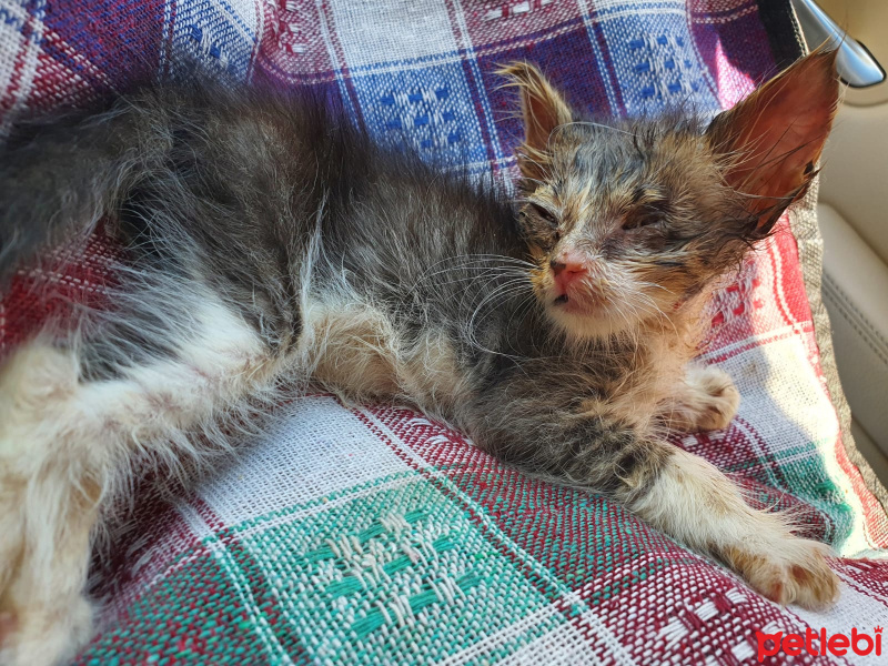 Tekir Kedi, Kedi  Dori fotoğrafı