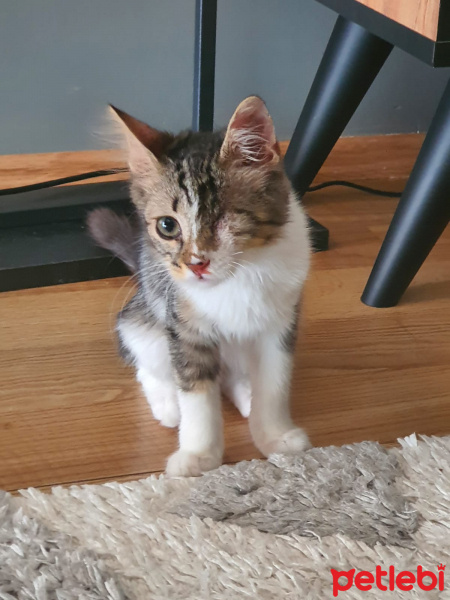 Tekir Kedi, Kedi  Dori fotoğrafı