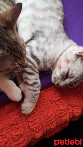 Tekir Kedi, Kedi  Mecnun fotoğrafı