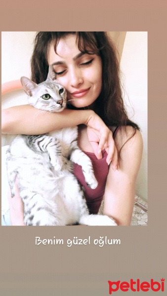 Tekir Kedi, Kedi  Mecnun fotoğrafı
