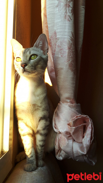Tekir Kedi, Kedi  Mecnun fotoğrafı