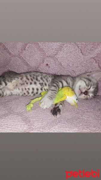 Tekir Kedi, Kedi  Mecnun fotoğrafı