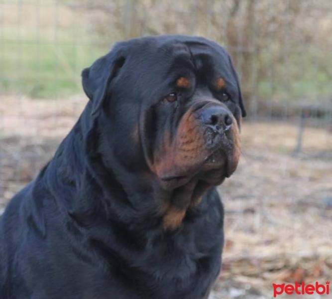 Rottweiler, Köpek  ares fotoğrafı