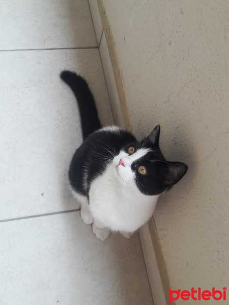 British Shorthair, Kedi  Masha fotoğrafı