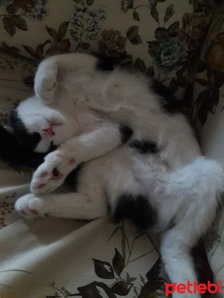 British Shorthair, Kedi  Masha fotoğrafı