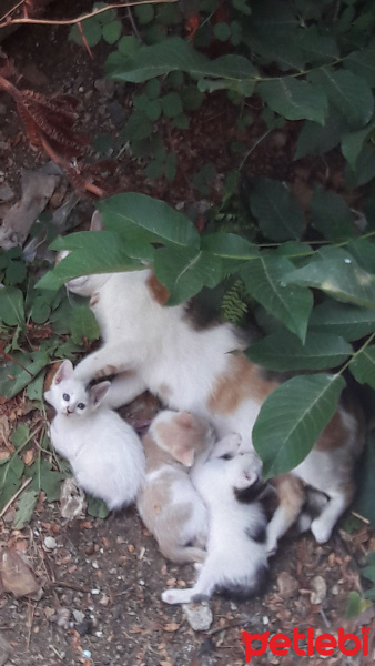 British Shorthair, Kedi  Masha fotoğrafı