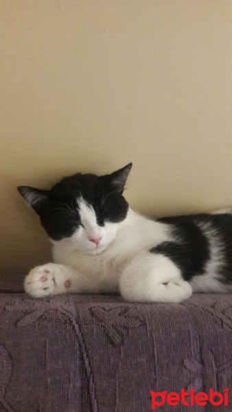British Shorthair, Kedi  Masha fotoğrafı