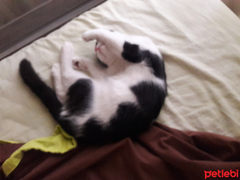 British Shorthair, Kedi  Masha fotoğrafı