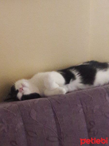 British Shorthair, Kedi  Masha fotoğrafı