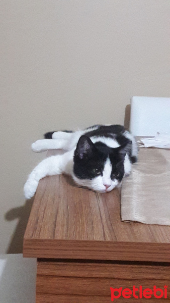 British Shorthair, Kedi  Masha fotoğrafı