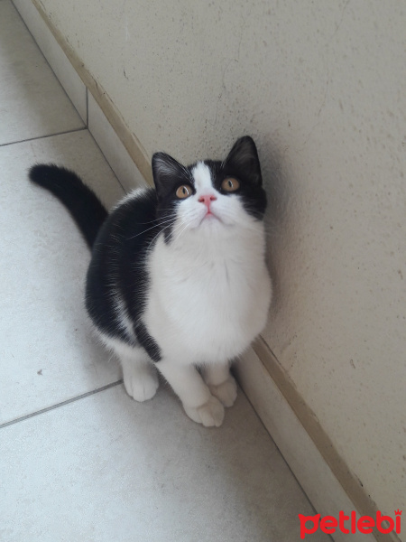 British Shorthair, Kedi  Masha fotoğrafı