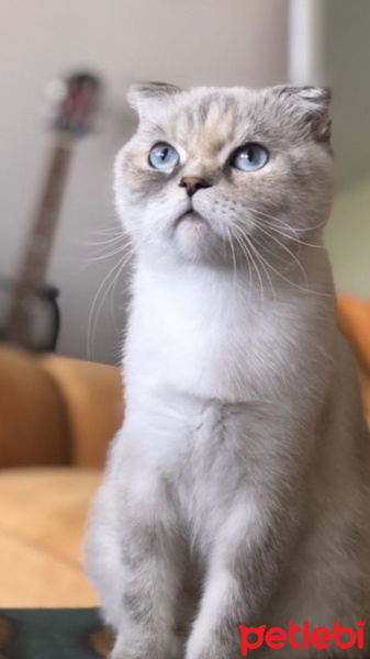 Scottish Fold, Kedi  Balım fotoğrafı