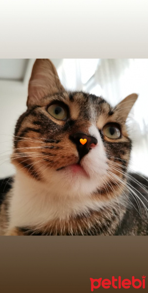 Tekir Kedi, Kedi  Paşa fotoğrafı