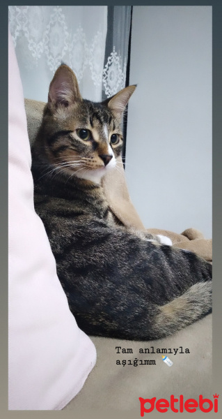 Tekir Kedi, Kedi  Paşa fotoğrafı