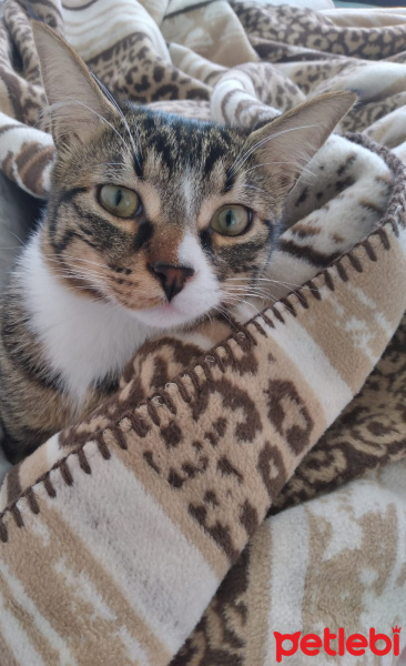Tekir Kedi, Kedi  Paşa fotoğrafı