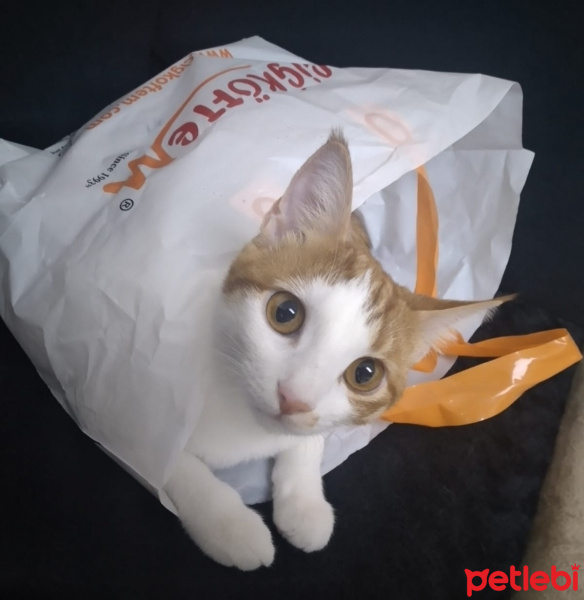 Tekir Kedi, Kedi  Pekmez fotoğrafı