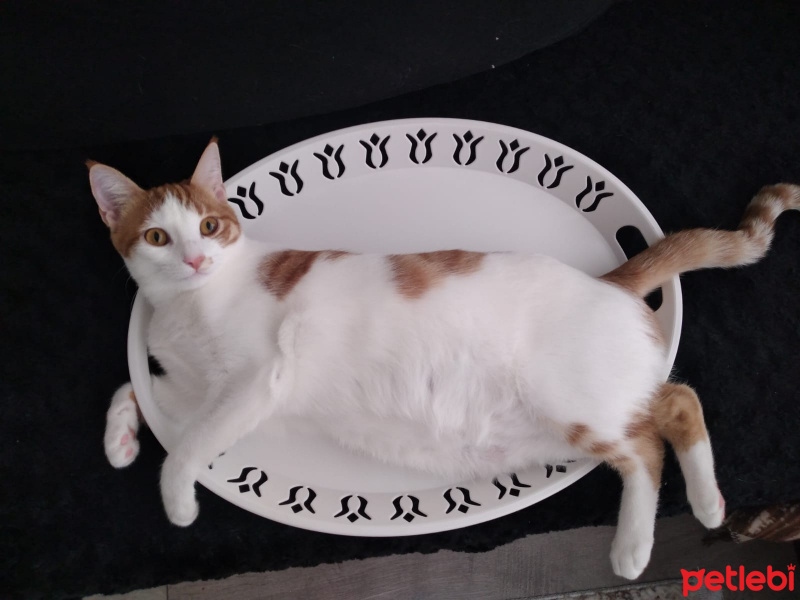 Tekir Kedi, Kedi  Pekmez fotoğrafı