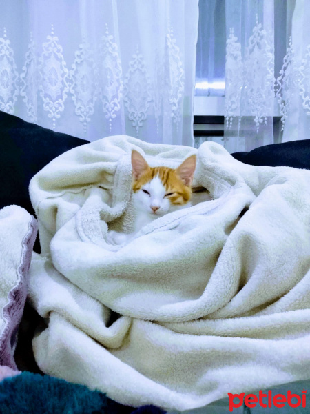 Tekir Kedi, Kedi  Pekmez fotoğrafı