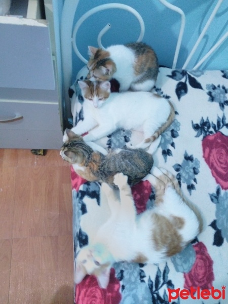 Manx, Kedi  henüz isim konmadı fotoğrafı