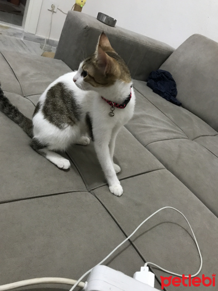 Tekir Kedi, Kedi  Pamuk fotoğrafı