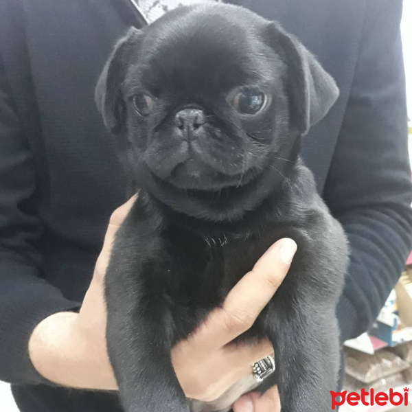 Pug, Köpek  çaki fotoğrafı