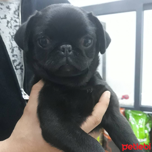 Pug, Köpek  çaki fotoğrafı