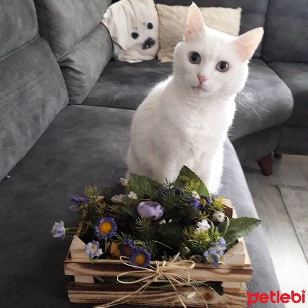 Van Kedisi, Kedi  Balım fotoğrafı