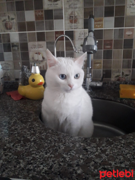 Van Kedisi, Kedi  Balım fotoğrafı