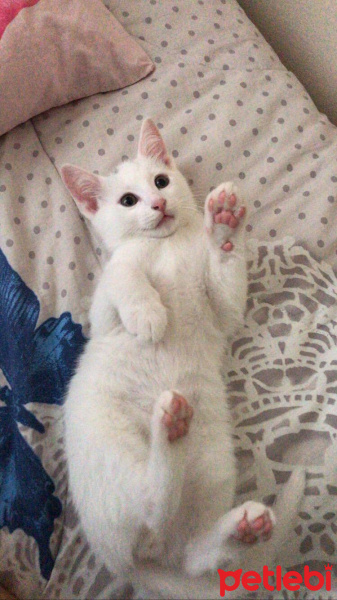 Van Kedisi, Kedi  Balım fotoğrafı