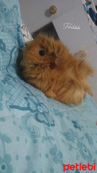 Guinea Pig, Kemirgen  Fındık fotoğrafı