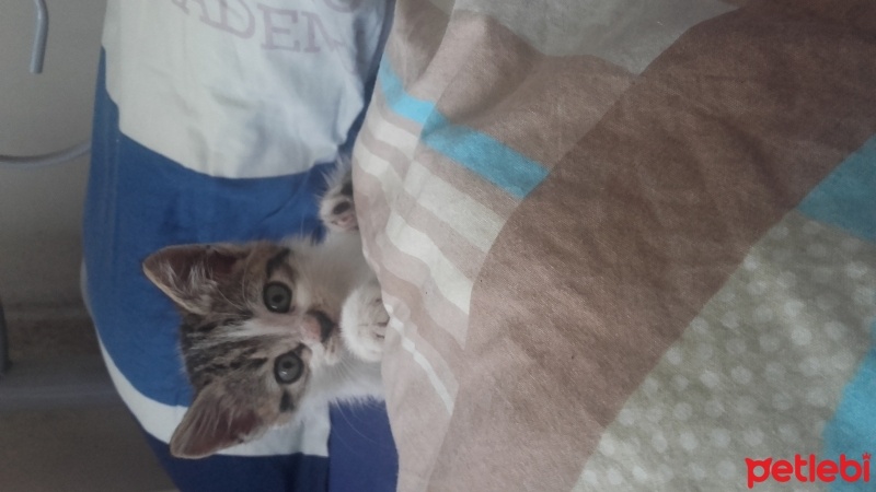 Tekir Kedi, Kedi  Mulksuz fotoğrafı