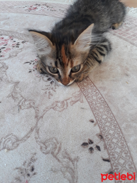 Tekir Kedi, Kedi  Şanslı fotoğrafı