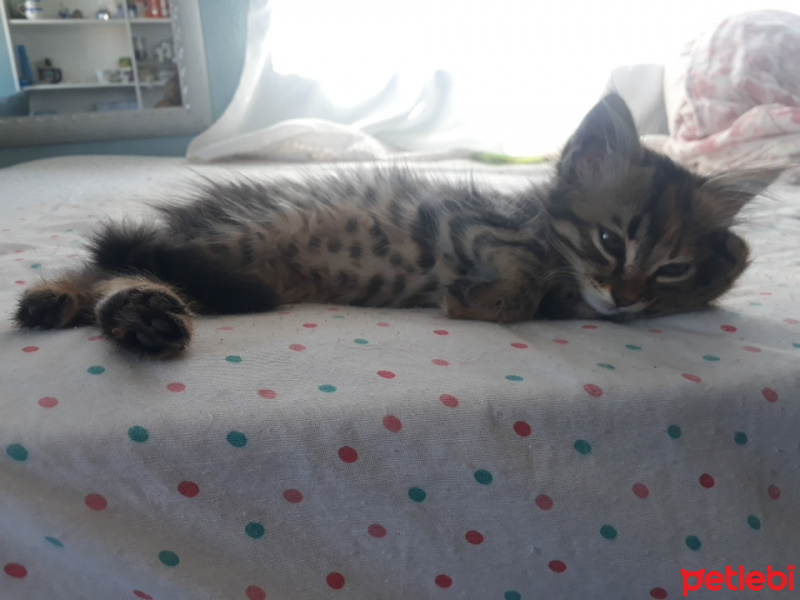 Tekir Kedi, Kedi  Şanslı fotoğrafı