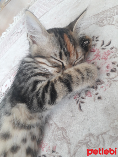 Tekir Kedi, Kedi  Şanslı fotoğrafı