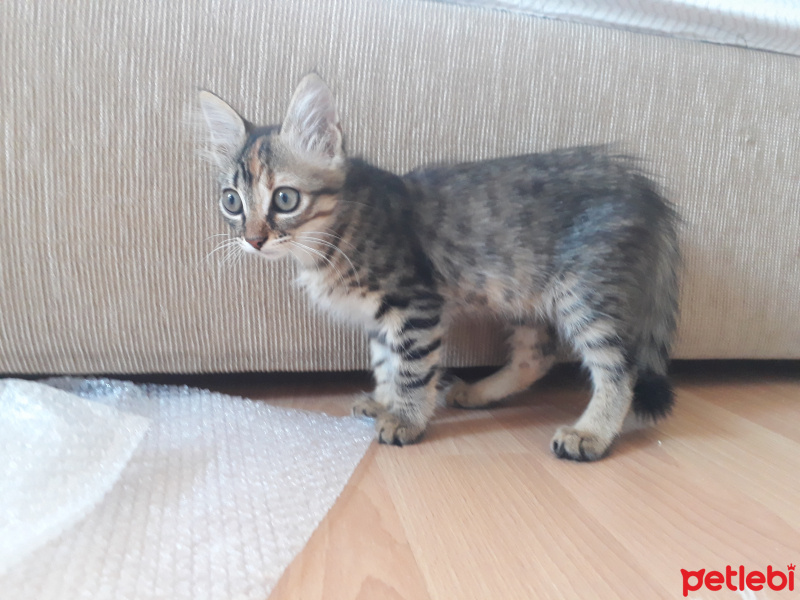 Tekir Kedi, Kedi  Şanslı fotoğrafı